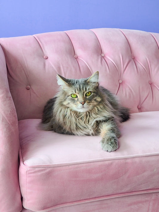 Introducing Lucy, The Shop Kitty
