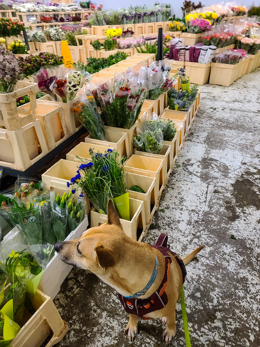 Colombian Protests and the Pandemic Cause Flower Shortages