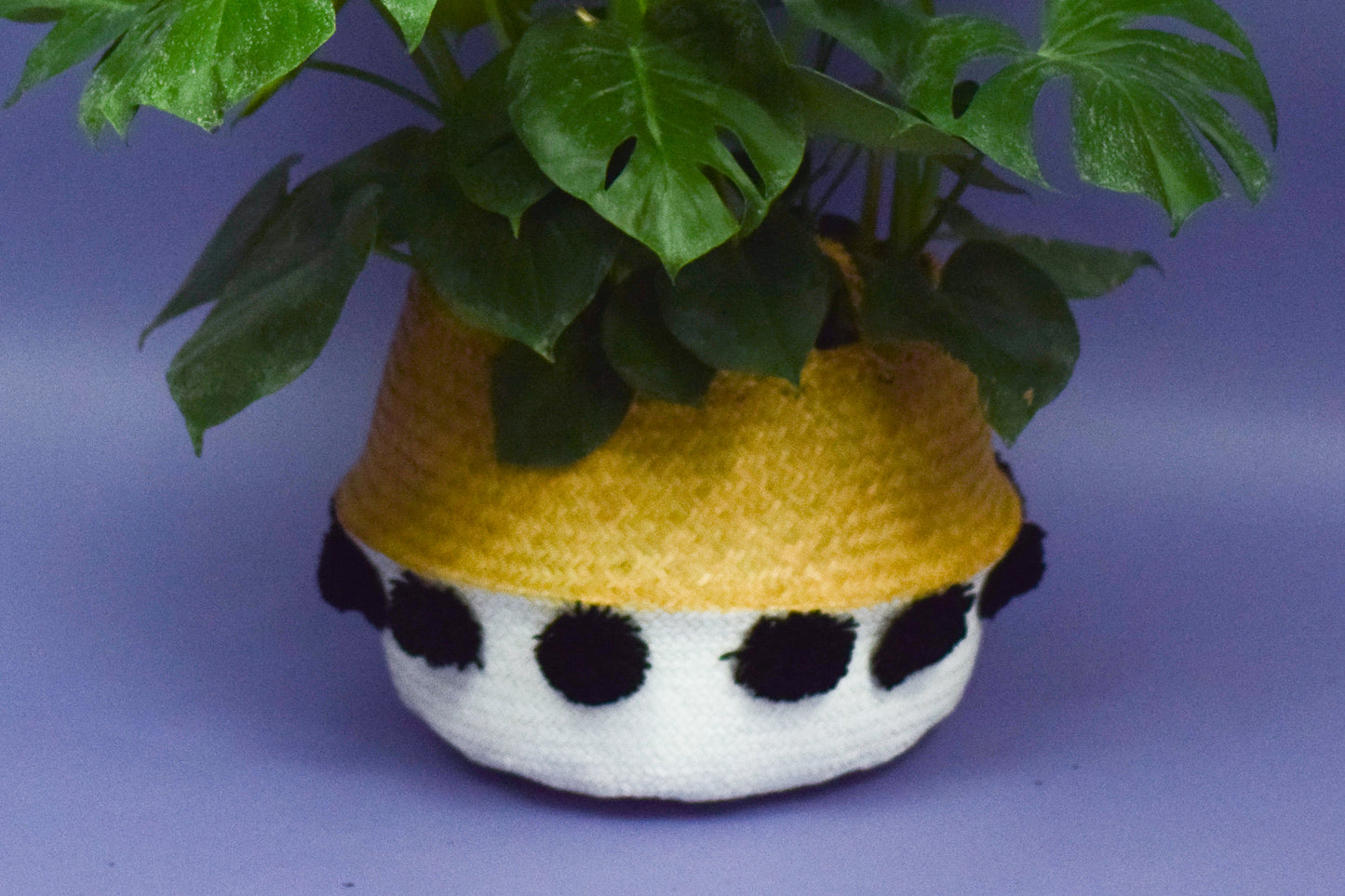 Pom Pom Planter with Plant
