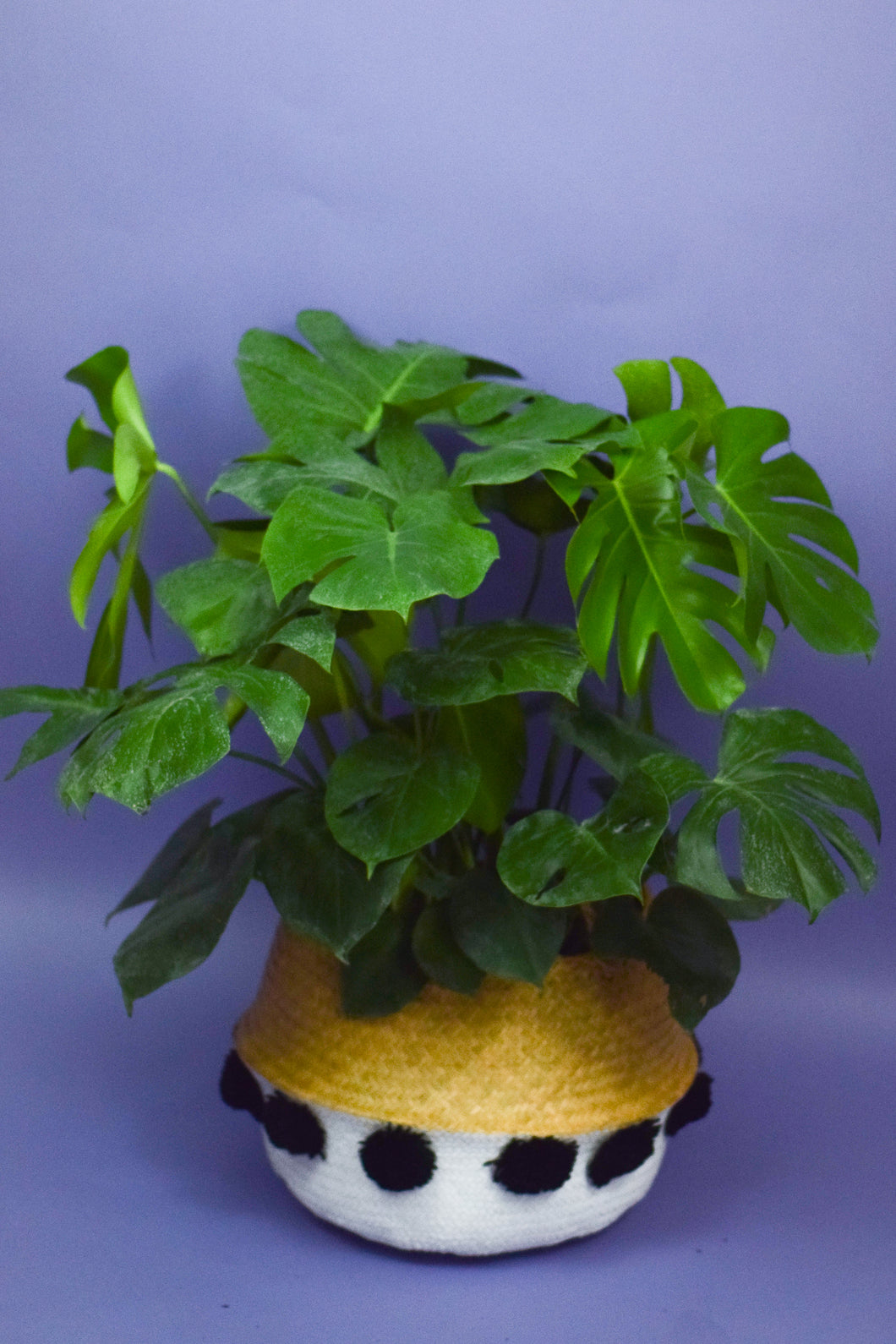 Pom Pom Planter with Plant