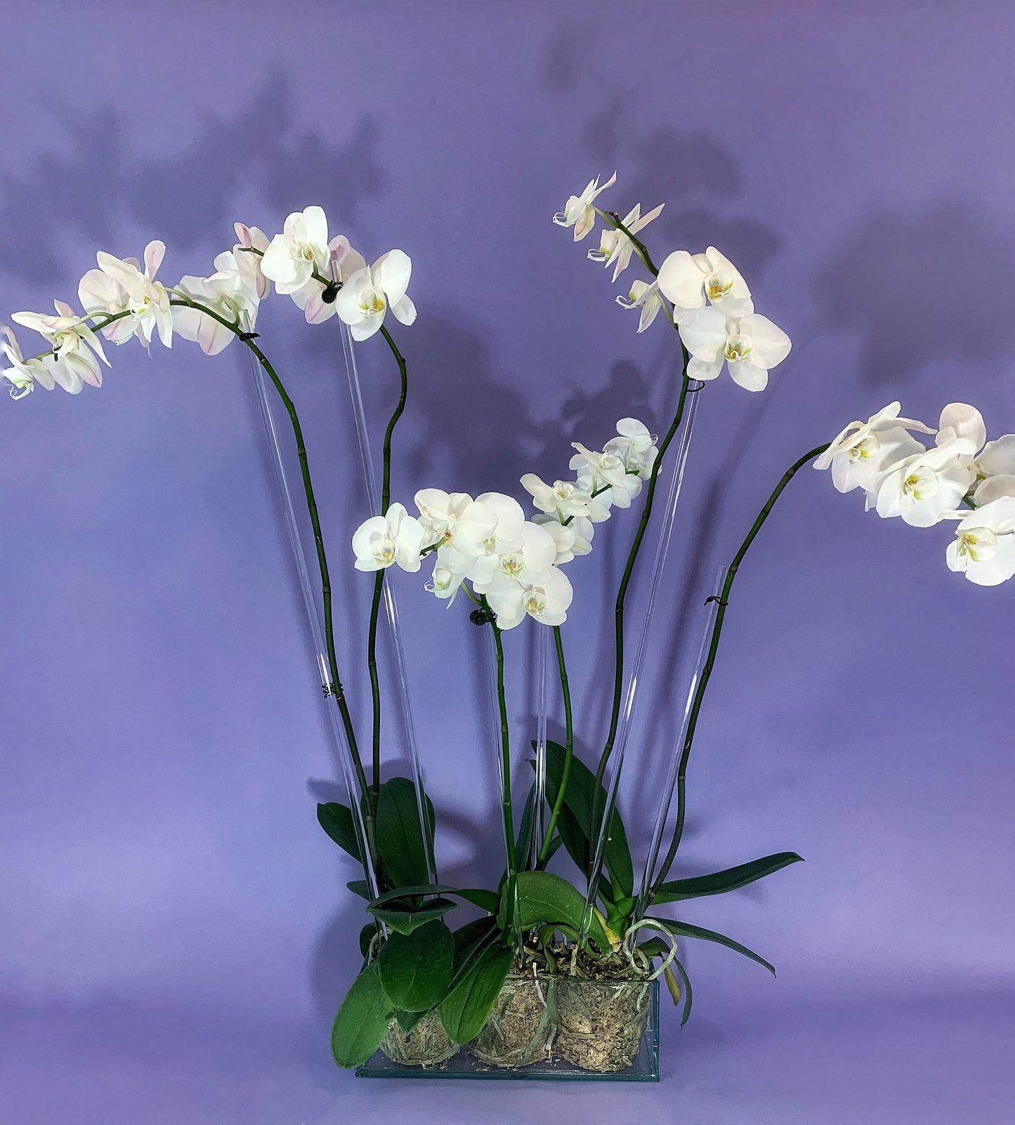 Three white orchid plants in an elegant sea glass container.