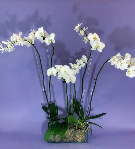 Three white orchid plants in an elegant sea glass container.